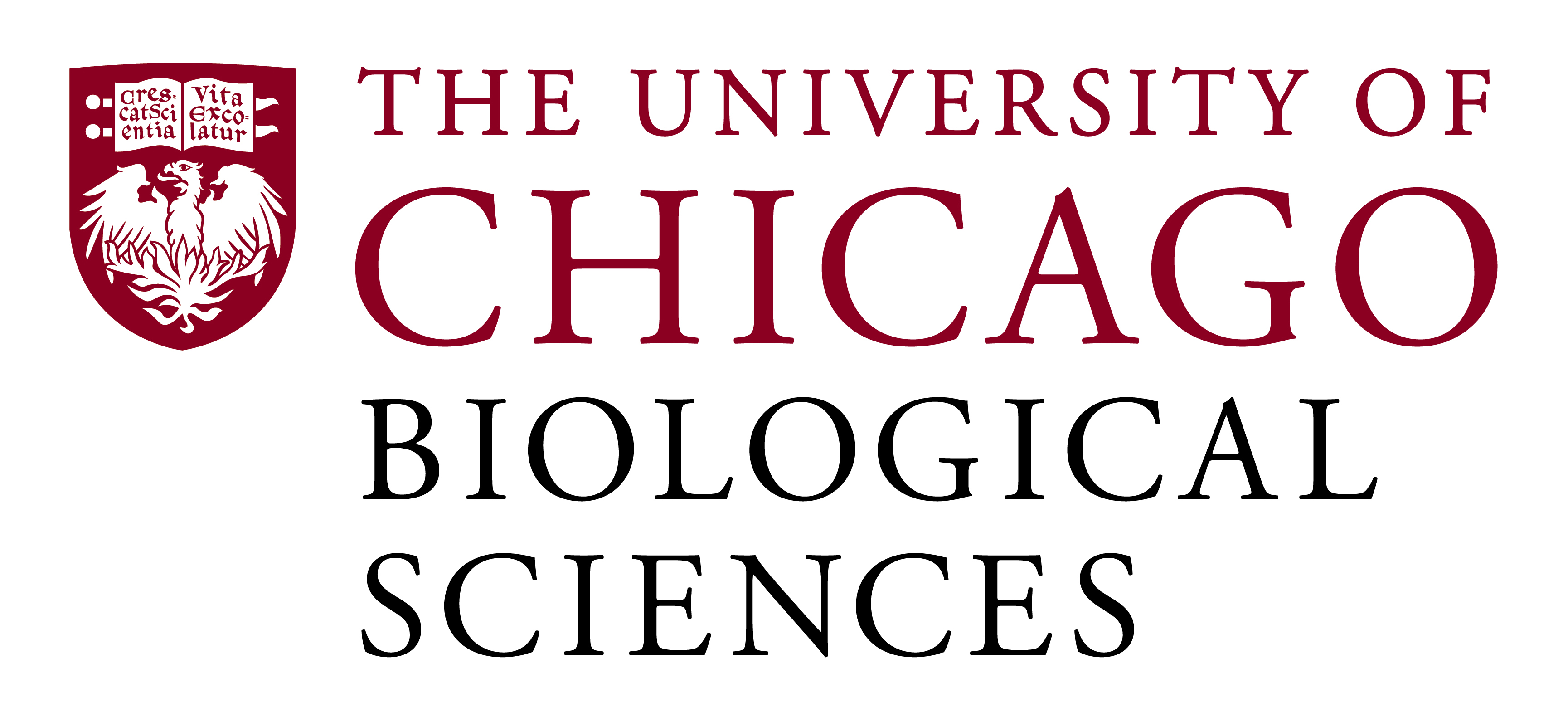 University Chicago